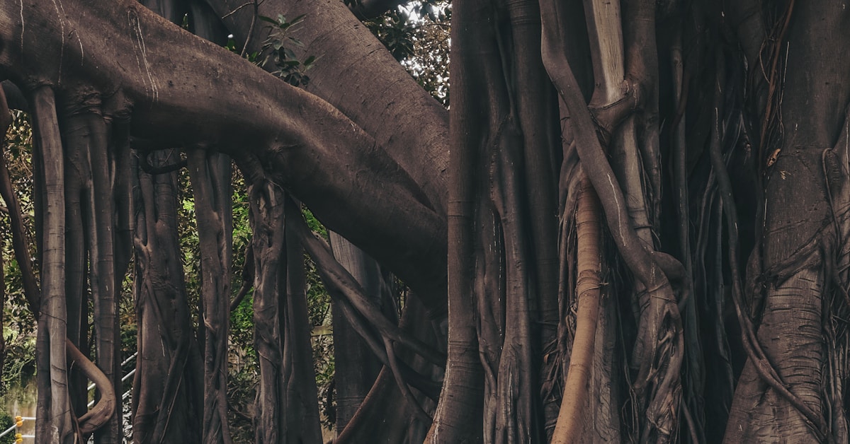 9月海外营销日历：世界无车日，IFA，世界旅游日，圣纪节，国际和平日…