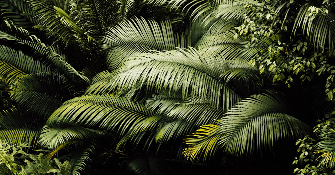 赶紧用起来！欧洲北美亚马逊等七个国际商城现已开通品牌定制促销啦！！