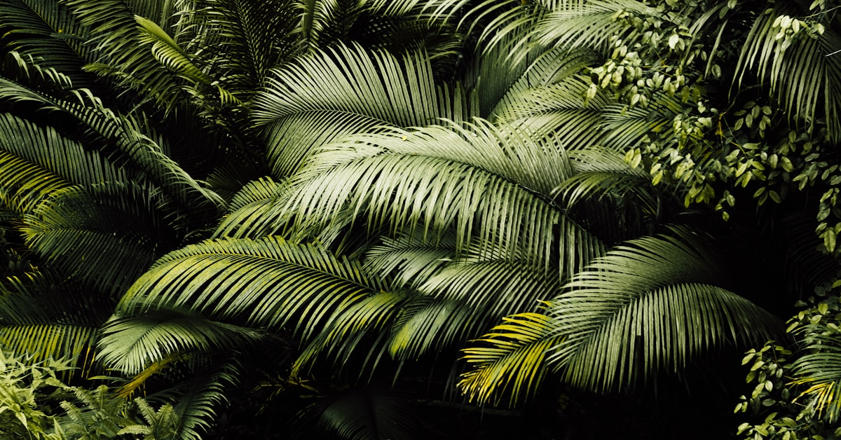 赶紧用起来！欧洲北美亚马逊等七个国际商城现已开通品牌定制促销啦！！